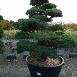 Pinus parviflora var. pentaphylla - Pin du japon