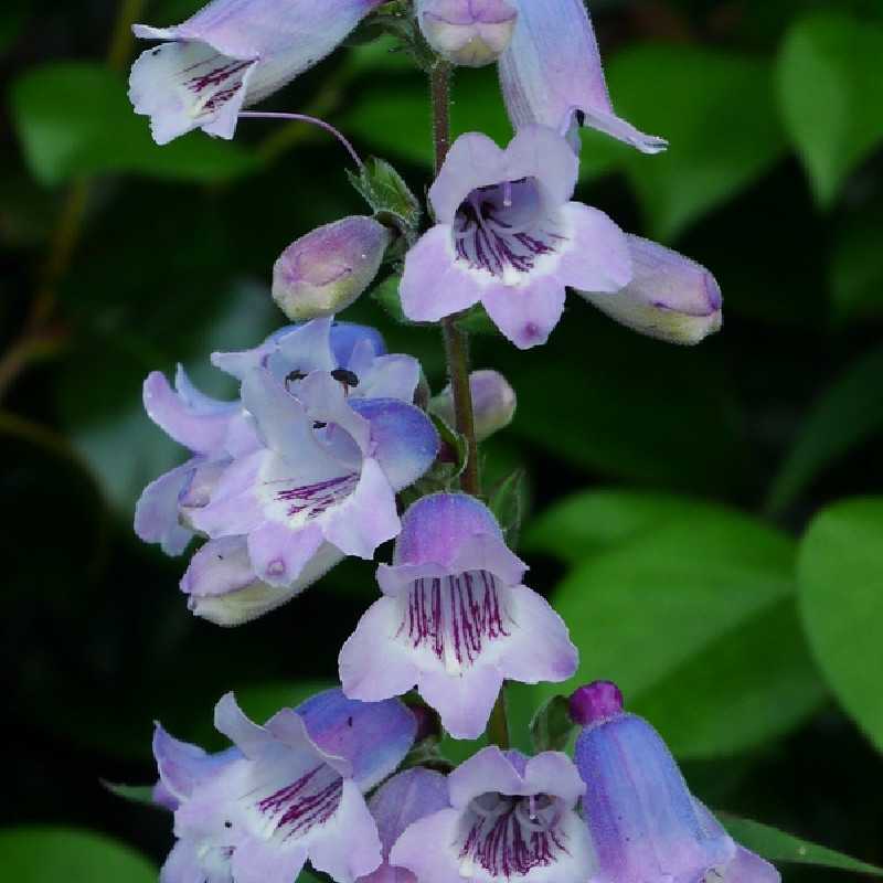 Penstemon ‘Sour Grapes’