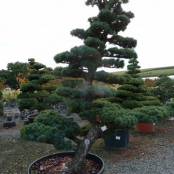 Pinus parviflora var. pentaphylla - Pin du japon