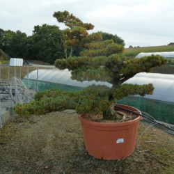 Pinus parviflora var. pentaphylla - Pin du japon