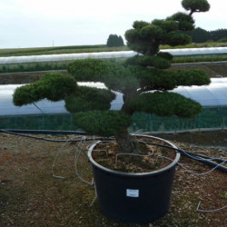 Pinus parviflora var. pentaphylla - Pin du japon