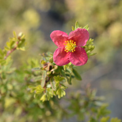 Potentilla fruticosa ‘Danny Boy‘ - Potentille arbustive à fleurs simples