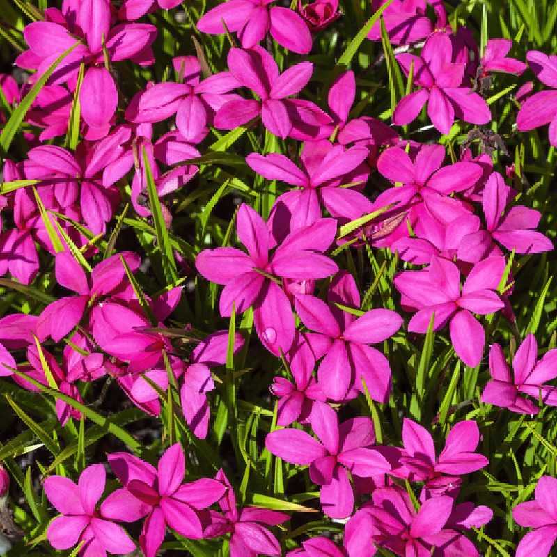 Rhodohypoxis milloides ‘Paula’