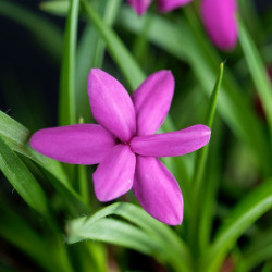 Rhodohypoxis milloides ‘Paula’