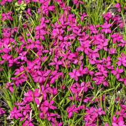 Rhodohypoxis milloides ‘Paula’