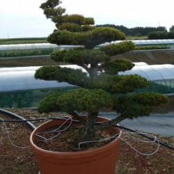 Pinus parviflora var. pentaphylla - Pin du japon