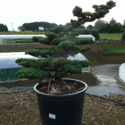 Pinus parviflora var. pentaphylla - Pin du japon