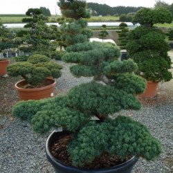 Pinus parviflora var. pentaphylla - Pin du japon