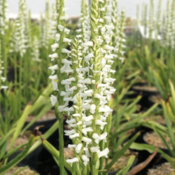 Spiranthes cernua odorata ‘Chadd's Ford‘ - Orchidée terrestre