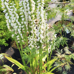 Spiranthes cernua odorata ‘Chadd's Ford‘ - Orchidée terrestre