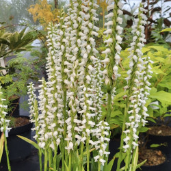 Spiranthes cernua odorata ‘Chadd's Ford‘ - Orchidée terrestre