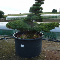 Pinus parviflora var. pentaphylla - Pin du japon