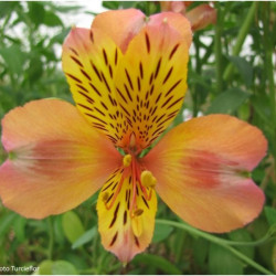 Alstroemeria Duc d'Anjou Henri