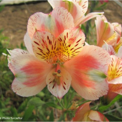 Alstroemeria Duc d'Anjou Jean