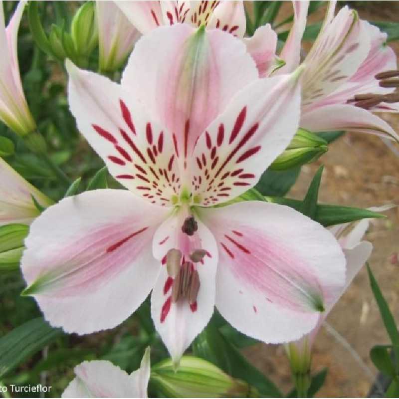 Alstroemeria Duchesse d'Anjou Béatrice