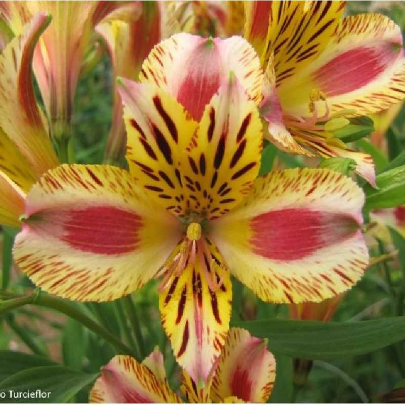 Alstroemeria Duchesse d'Anjou Marguerite