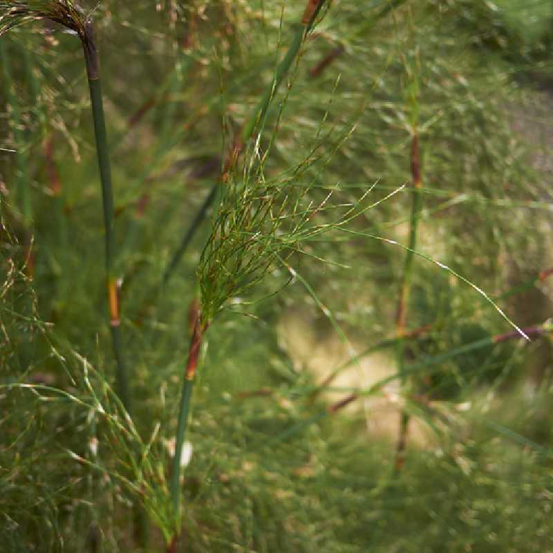 Rhodocoma capensis - Restio