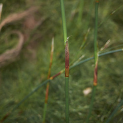 Rhodocoma capensis - Restio