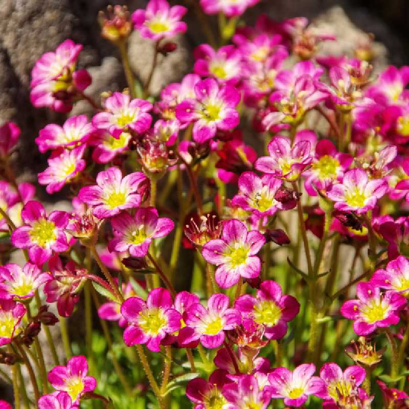 Saxifraga arendsii ‘Pixie‘ - Saxifrage mousse