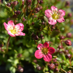 Saxifraga arendsii ‘Pixie‘ - Saxifrage mousse