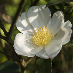 Camellia sasanqua ‘Narumigata’ - Camelia d'automne