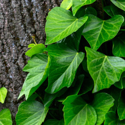 Hedera colchica