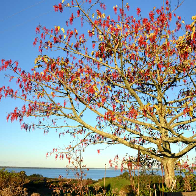 Idesia polycarpa