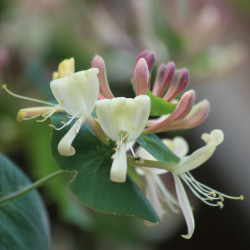 Lonicera acuminata