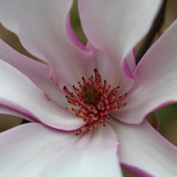 Magnolia ‘Heaven Scent‘