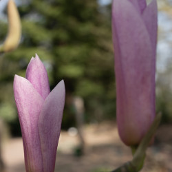 Magnolia ‘Heaven Scent‘