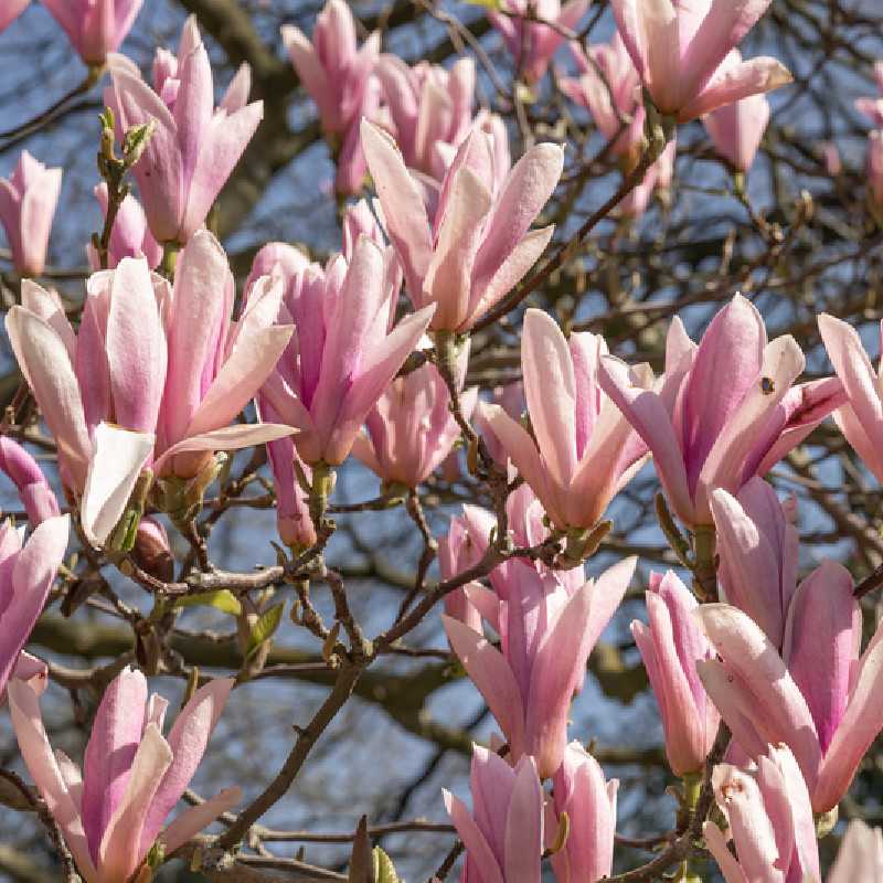 Magnolia ‘Heaven Scent‘