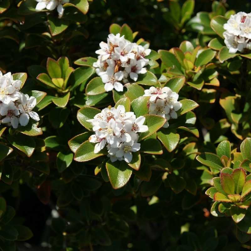 Rhaphiolepis umbellata ‘Minor‘