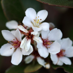 Rhaphiolepis umbellata ‘Minor‘