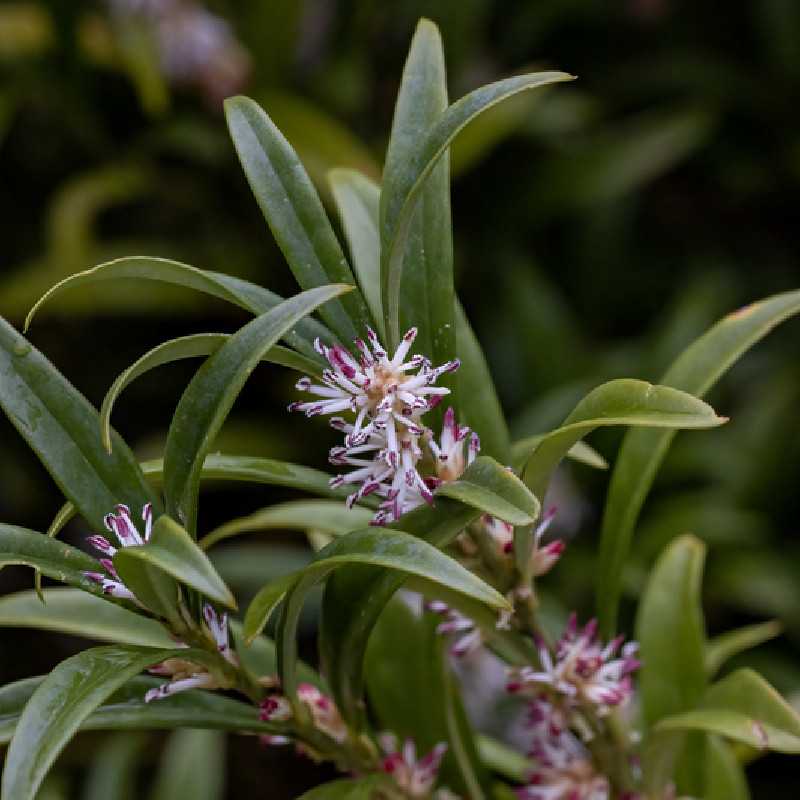 Sarcococca hookeriana ‘Winter Gem‘ - Bonbonnière himalayenne