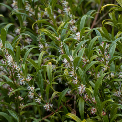 Sarcococca hookeriana ‘Winter Gem‘ - Bonbonnière himalayenne