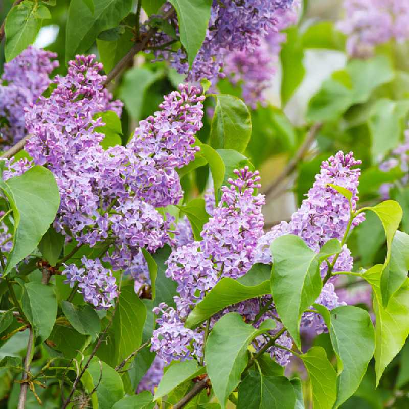 Syringa meyeri ‘Flowerfesta‘ ® Purple - Lilas nain