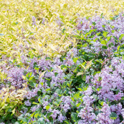 Syringa meyeri ‘Flowerfesta‘ ® Purple - Lilas nain