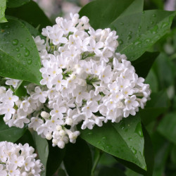 Syringa meyeri ‘Flowerfesta‘ ® White - Lilas nain