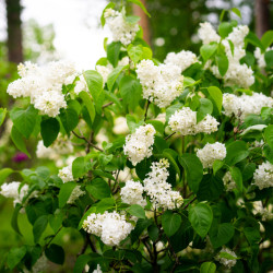 Syringa meyeri ‘Flowerfesta‘ ® White - Lilas nain