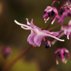 Epimedium grandiflorum ‘Shiho‘