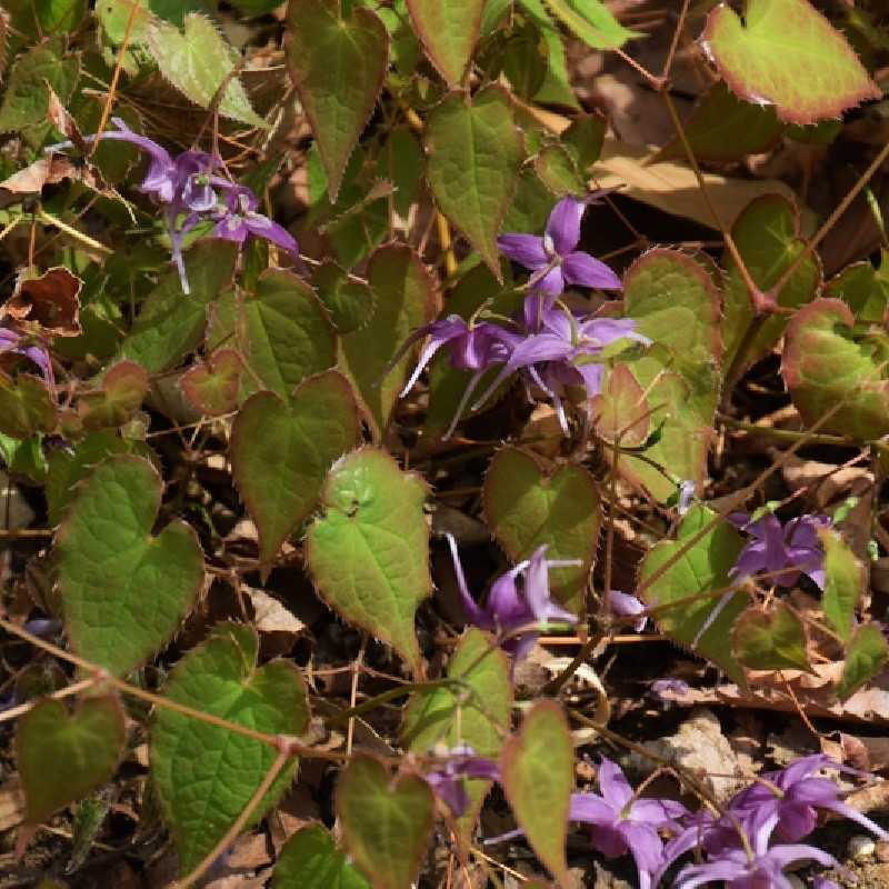 Epimedium grandiflorum ‘Shiho‘