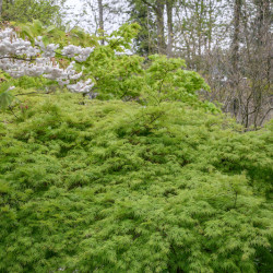 Acer palmatum Emerald Lace