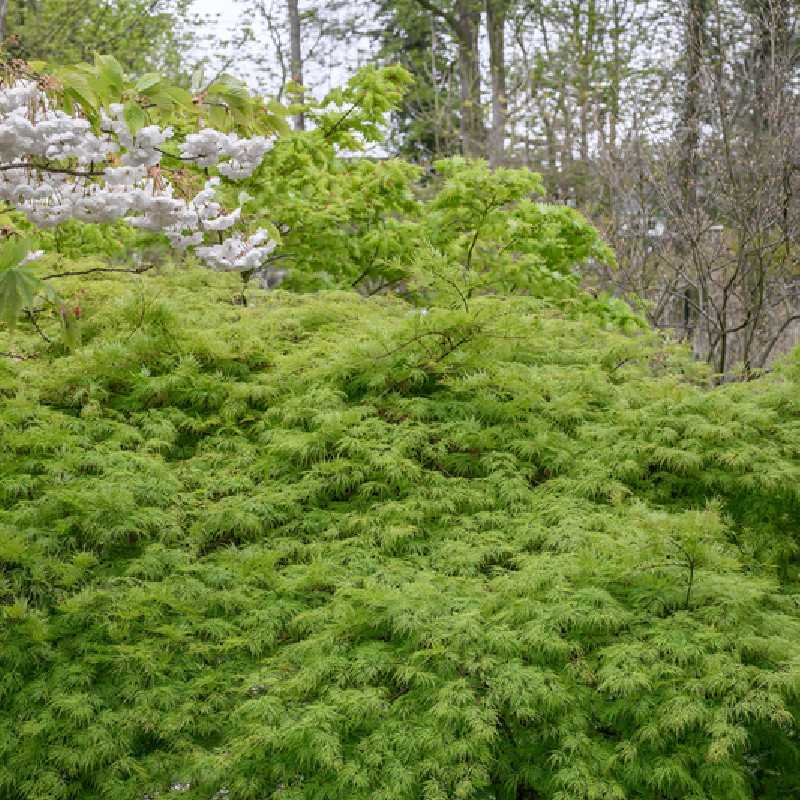 Acer palmatum Emerald Lace