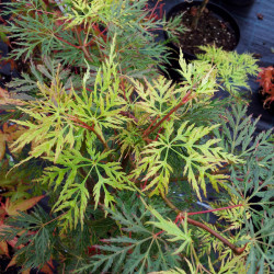 Acer palmatum Emerald Lace