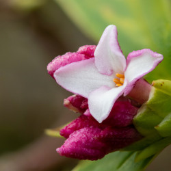 Daphne odora