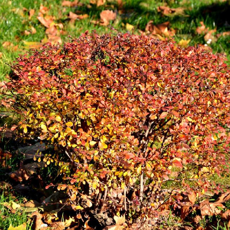 Berberis thunbergii Coral