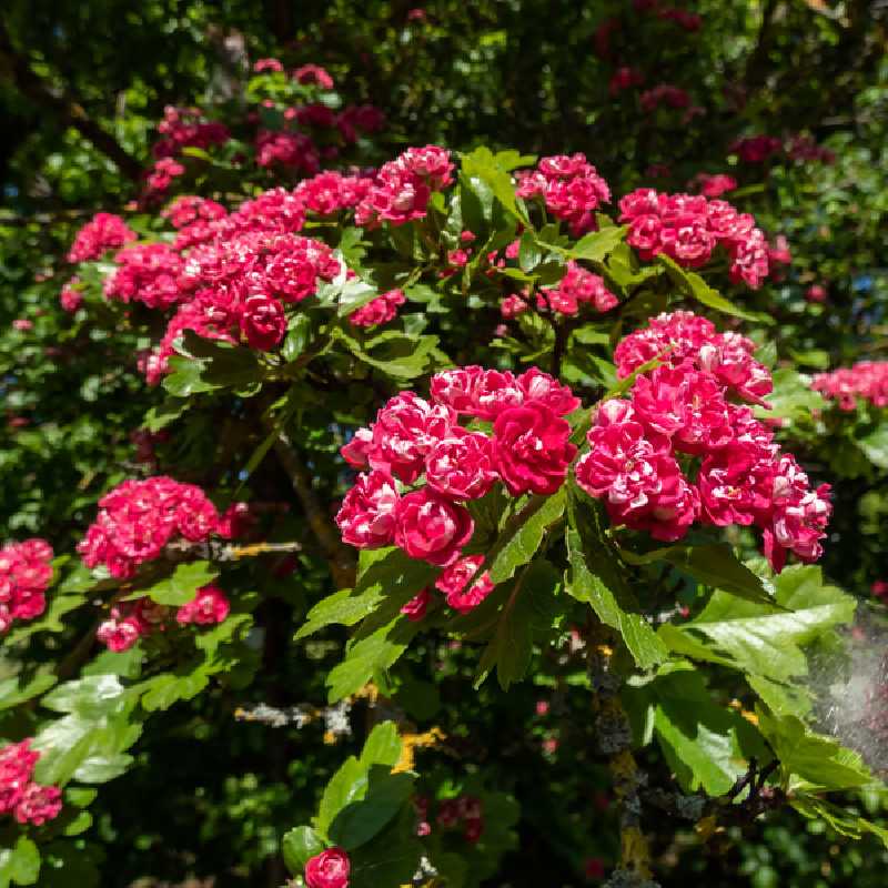 Crataegus laevigata Paul's Scarlet