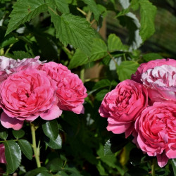 Rosa ‘Line Renaud‘