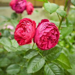 Rosa ‘Line Renaud‘