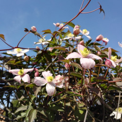 Clematis montana ‘Mayleen’